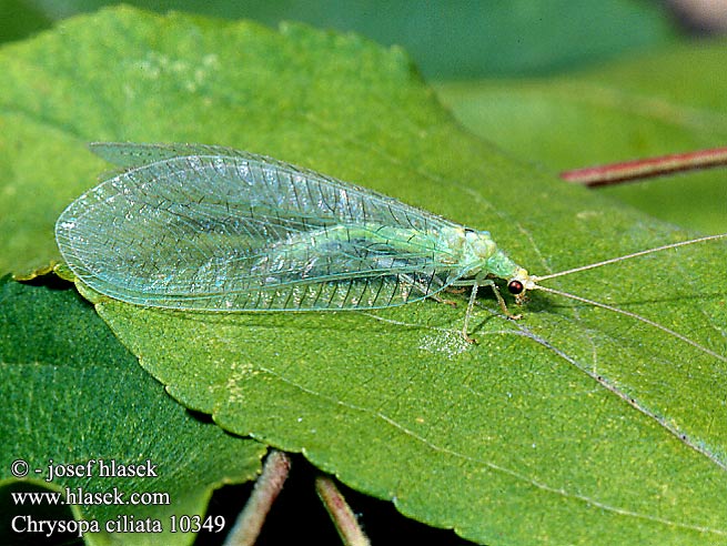 Chrysopa ciliata CZ: zlatooka