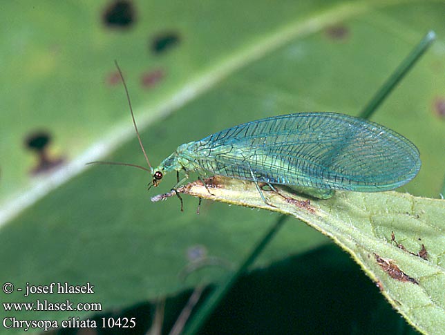 Chrysopa ciliata CZ: zlatooka