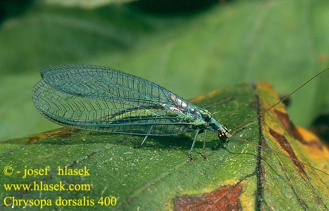 Chrysopa dorsalis Zlatooka sosnov