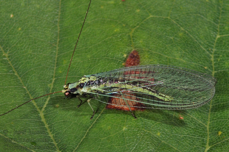 Zlatoočka sosnová Chrysopa dorsalis