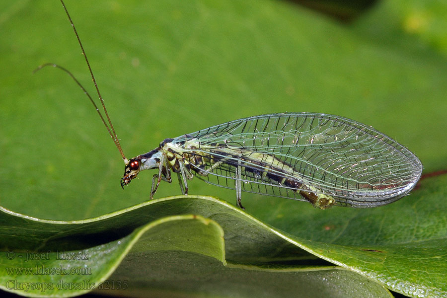 Chrysopa dorsalis Zlatoočka sosnová