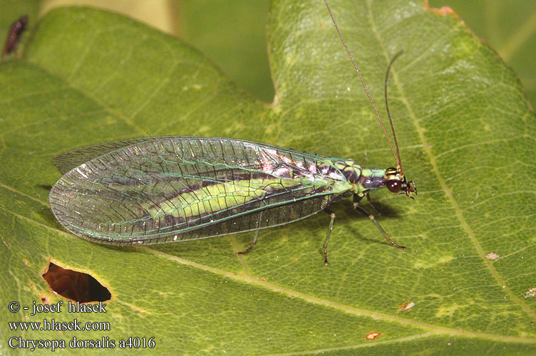 Chrysopa dorsalis