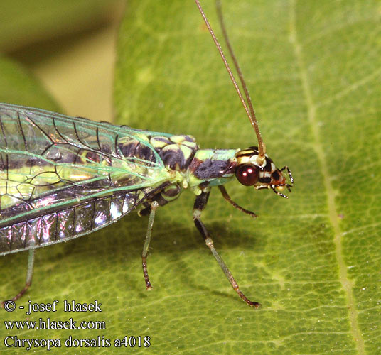 Chrysopa dorsalis