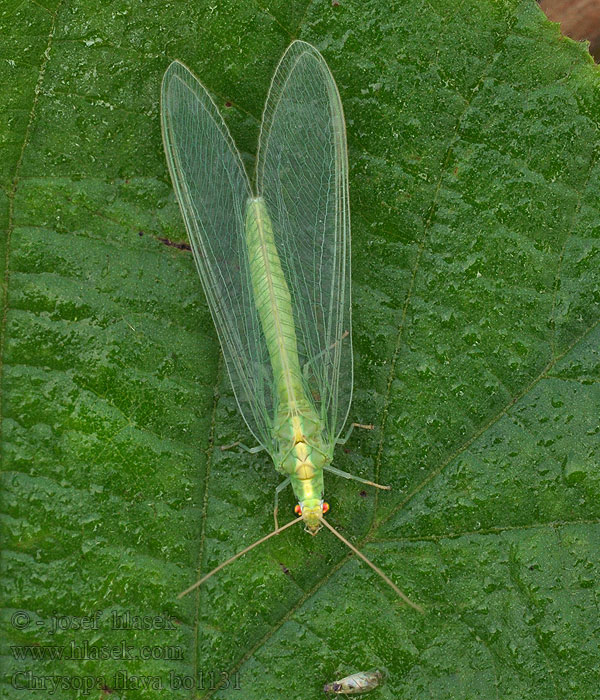 Chrysopa flava Nineta flava Gelbliche Florfliege