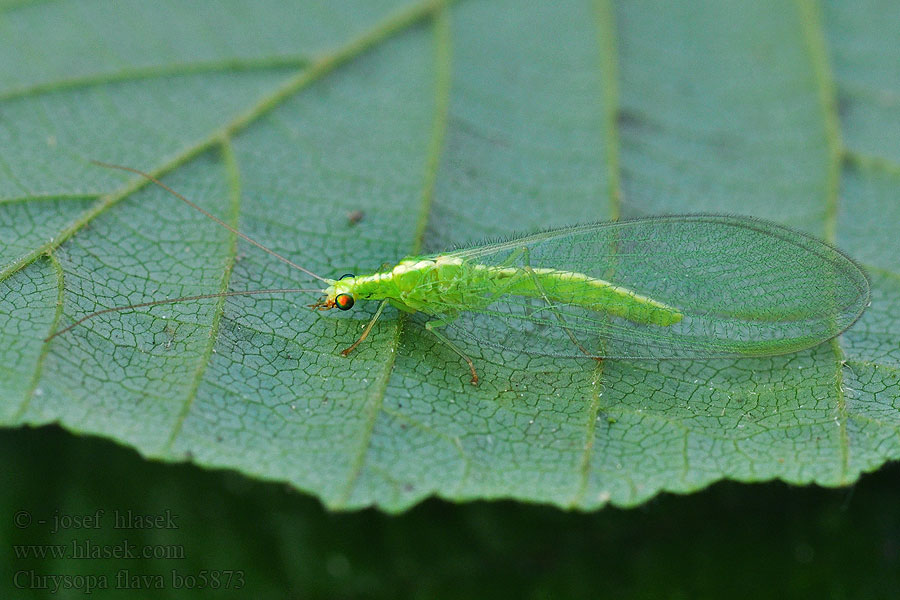 Chrysopa flava Nineta flava Gele gaasvlieg