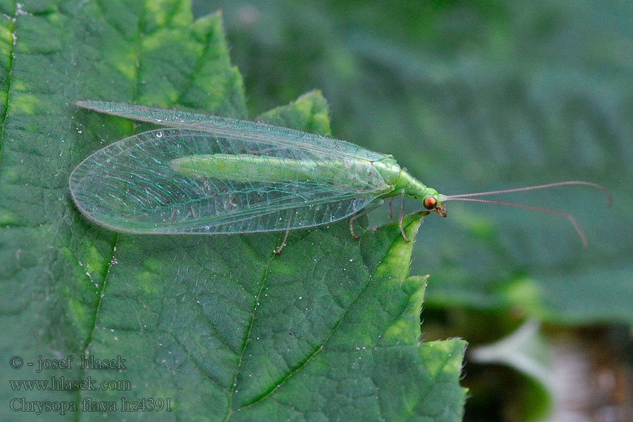 Gelbliche Florfliege Chrysopa flava