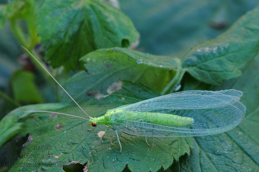 Gele gaasvlieg Chrysopa flava