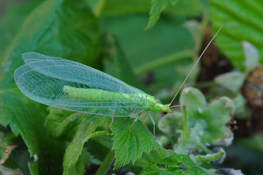 Chrysopa flava Nineta flava Gelbliche Florfliege Gele gaasvlieg