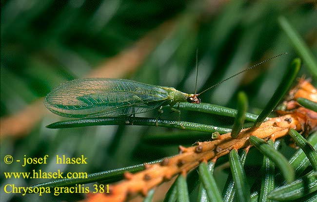 Chrysopa gracilis zlatoočka pruhovaná