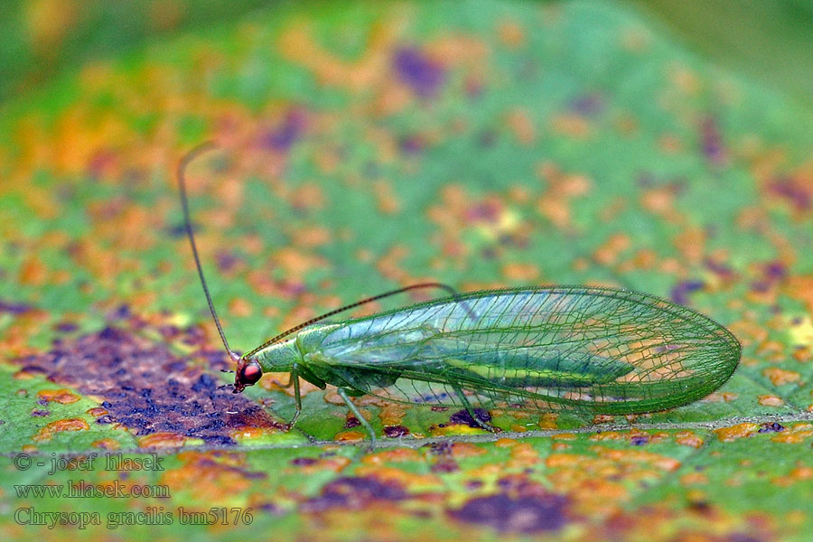 Chrysopa gracilis Peyerimhoffina Zlatoočka pruhovaná