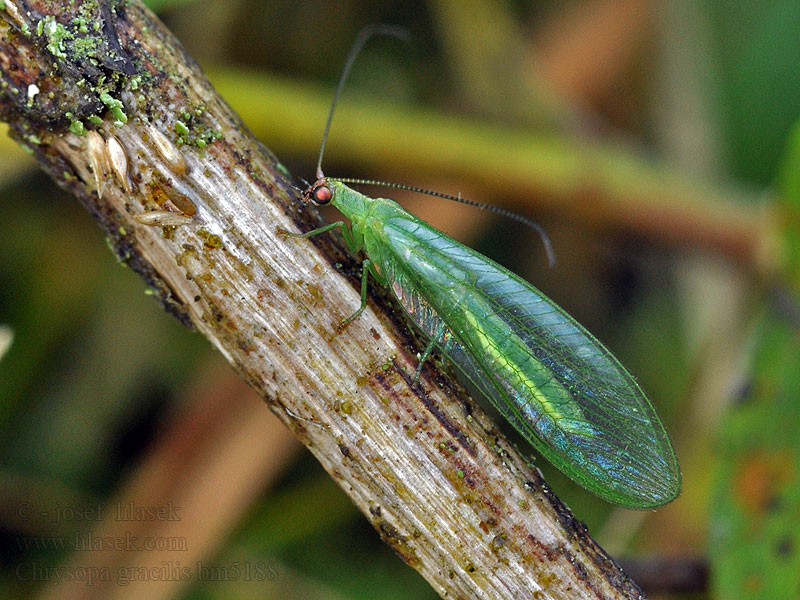 Peyerimhoffina gracilis Chrysopa Zlatoočka pruhovaná