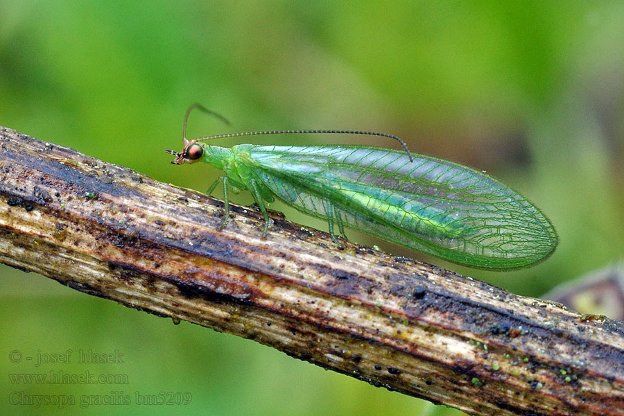 Zlatoočka pruhovaná Chrysopa gracilis Peyerimhoffina