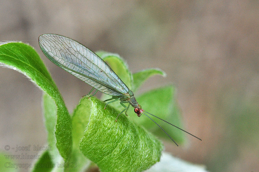 Zlatoočka pruhovaná Peyerimhoffina gracilis Chrysopa