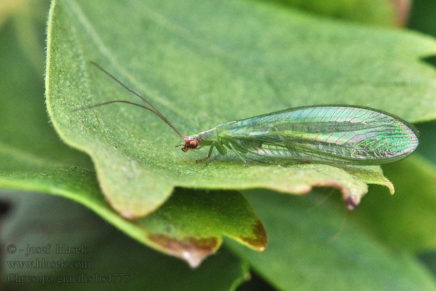 Chrysopa gracilis Peyerimhoffina Zlatoočka pruhovaná