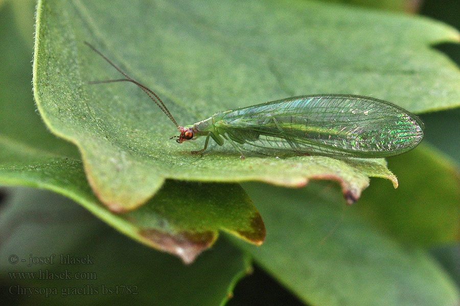 Zlatoočka pruhovaná Peyerimhoffina gracilis Chrysopa