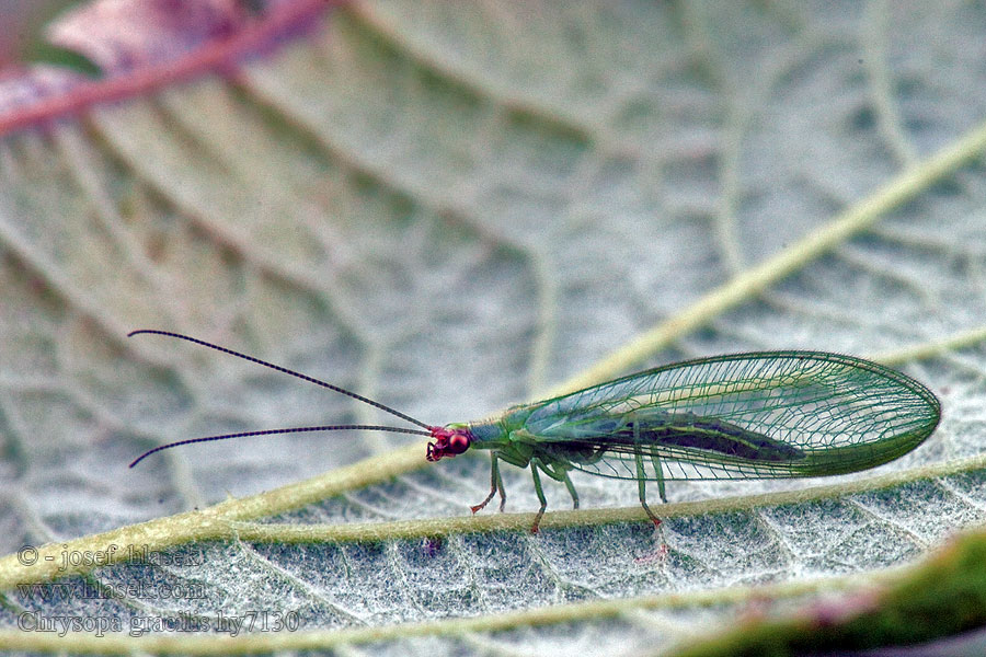 Peyerimhoffina gracilis