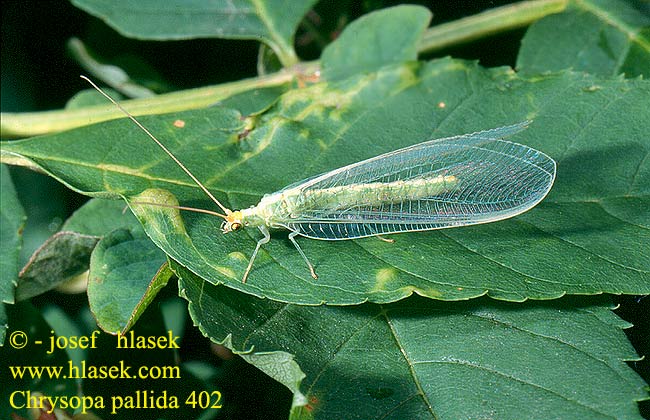 Chrysopa pallida CZ: zlatoočka bledá