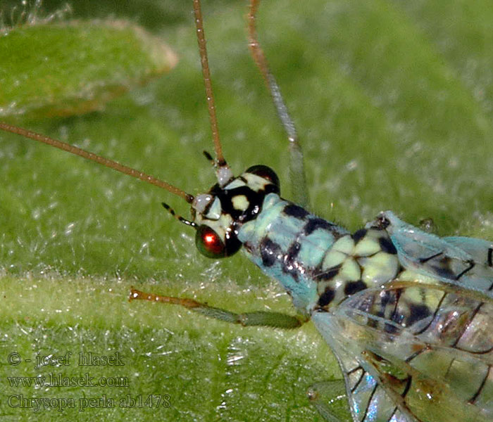 Chrysopa perla