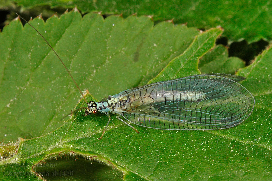 Chrysopa perla