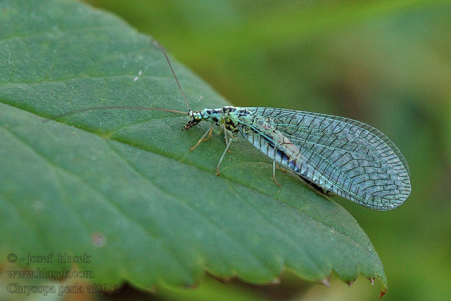 Chrysopa perla