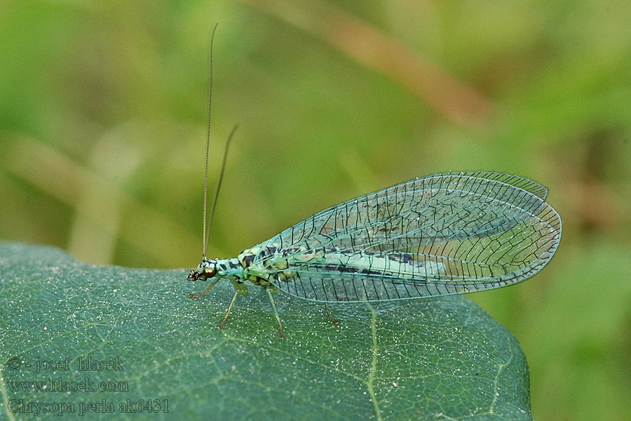 Chrysopa perla