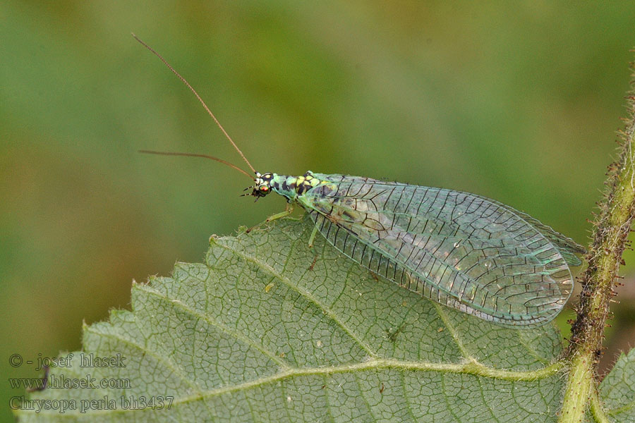 Chrysopa perla