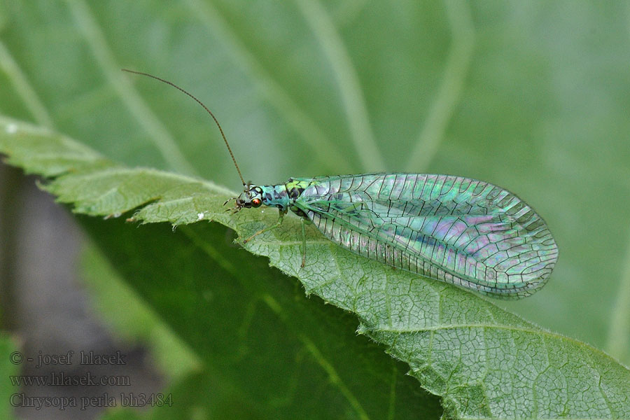 Chrysopa perla