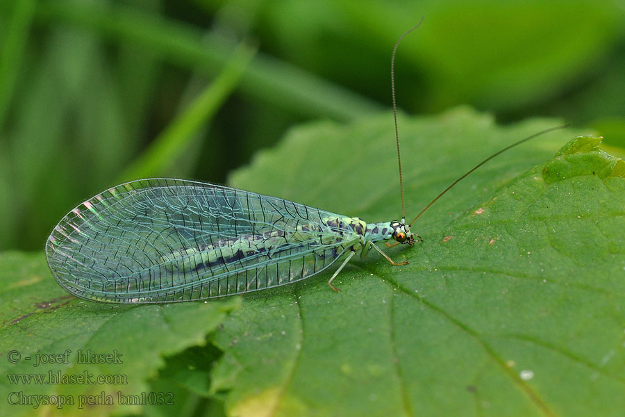 Chrysopa perla