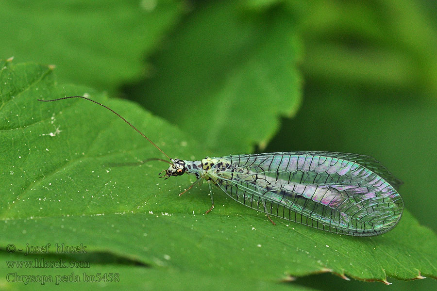 Chrysopa perla