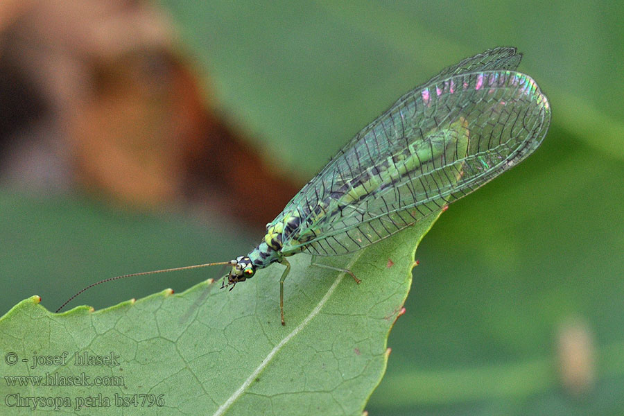 Chrysopa perla