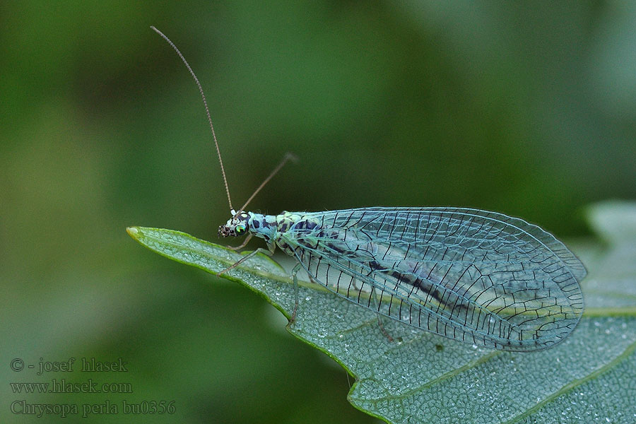 Chrysopa perla