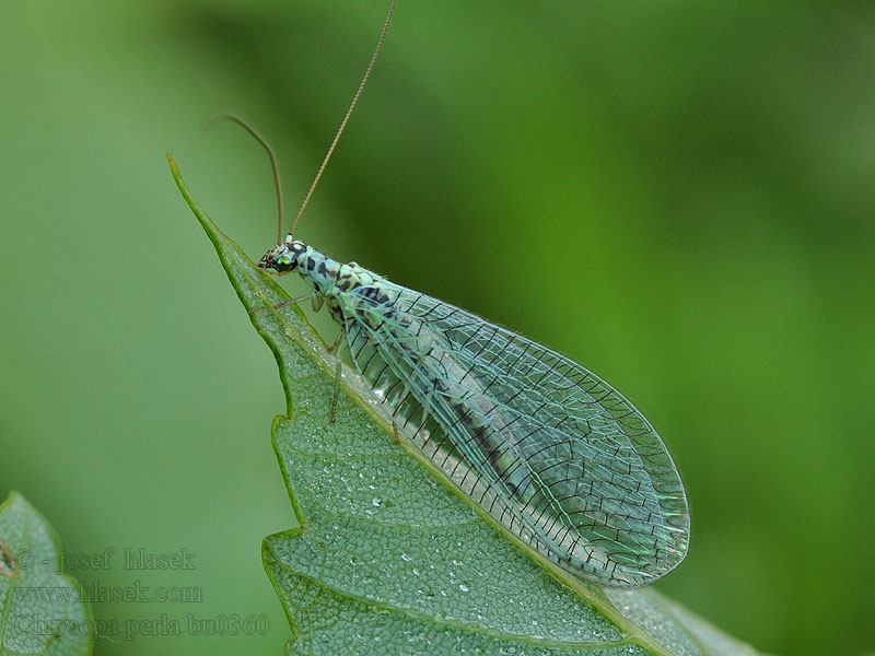 Chrysopa perla