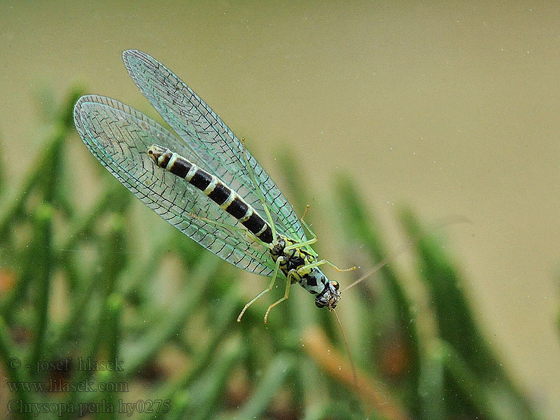 Chrysopa perla