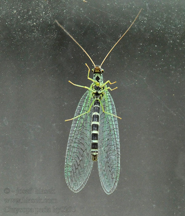 Chrysopa perla