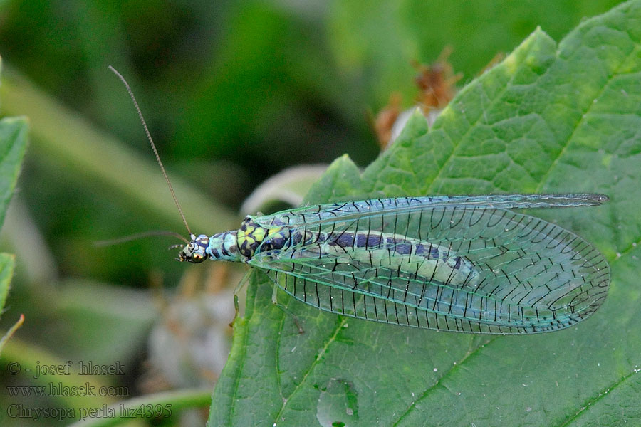 Chrysopa perla