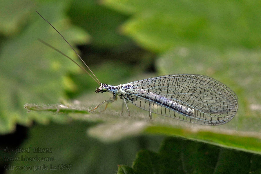 Chrysopa perla