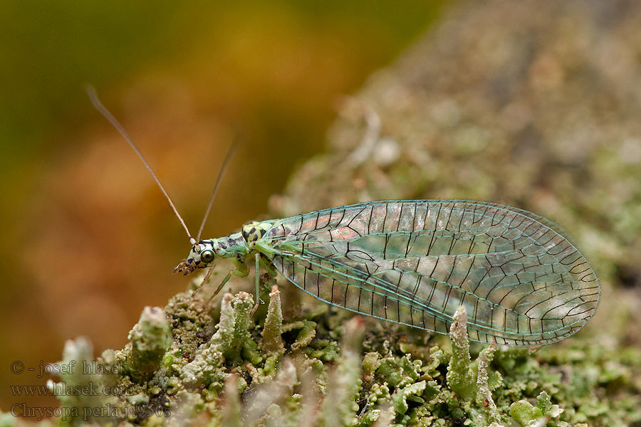 Chrysopa perla