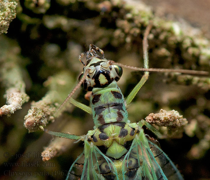 Chrysopa perla