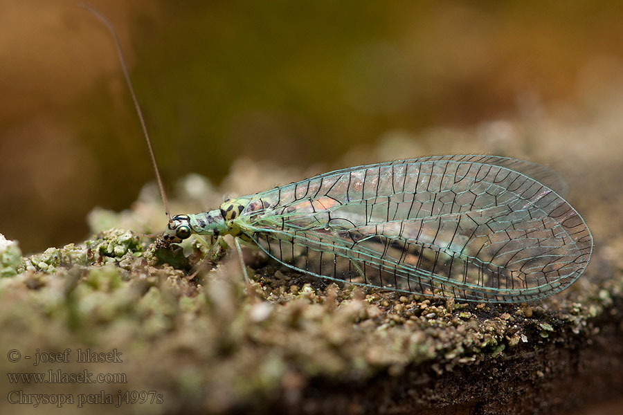 Chrysopa perla