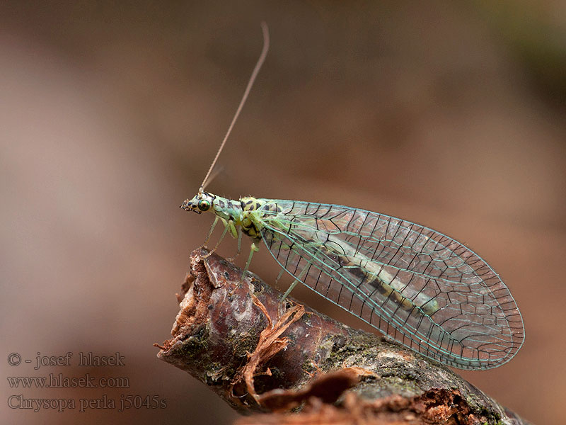 Chrysopa perla