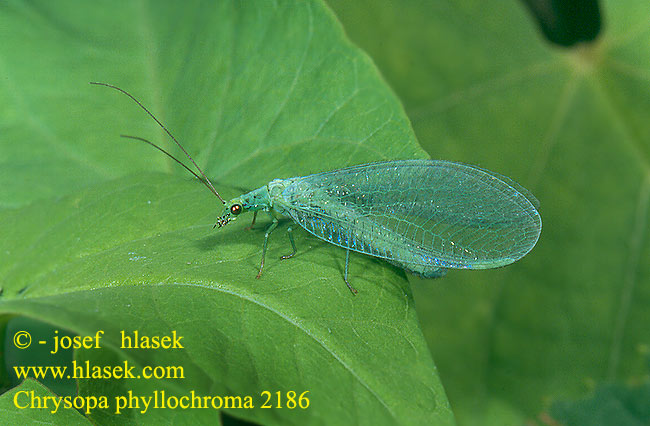 Chrysopa phyllochroma