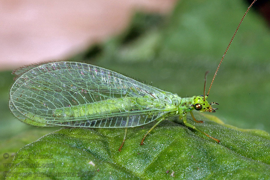 Chrysopa phyllochroma