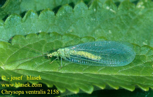 Chrysopa ventralis CZ: zlatoočka temnobřichá