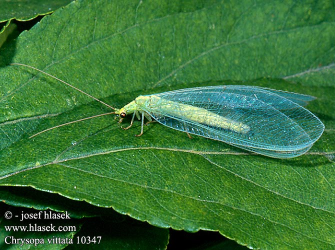 Chrysopa vittata CZ: zlatoočka