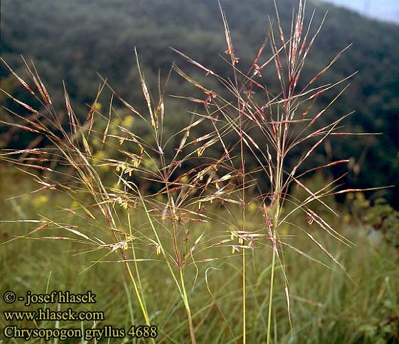 Chrysopogon gryllus Grillon Kenmerken Trebbia maggiore Élesmosófű