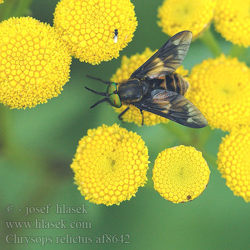 Chrysops relictus Twin-lobed Deer Fly Golden-eye Horse Goldaugenbremse Gewone Goudoogdaas Bzikavka dotěrná Guldklæg Sokkopaarma Kétfoltos pőcsik nőstény Ślepak żółtoczarny Златоглазик обыкновенный пестряк Bzikavka doterná