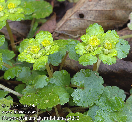 Chrysosplenium alternifolium Mokrýš střídavolistý Селезёночник очерёднолистный