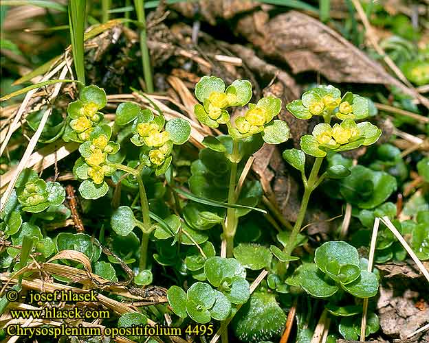 Chrysosplenium opositifolium Opposite-leaved Golden-saxifrage