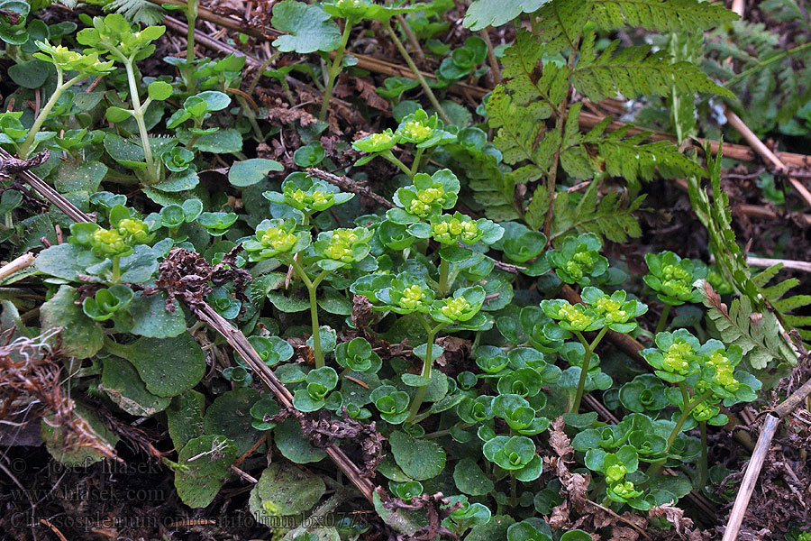 Chrysosplenium oppositifolium Paarbladig goudveil