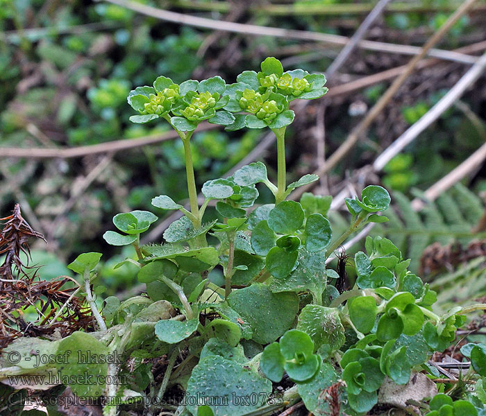 Chrysosplenium oppositifolium Milzkraut Gegenblättriges Gegenblättriges Milzkraut